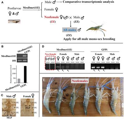Full Functional Sex Reversal Achieved Through Silencing of MroDmrt11E Gene in Macrobrachium rosenbergii: Production of All-Male Monosex Freshwater Prawn